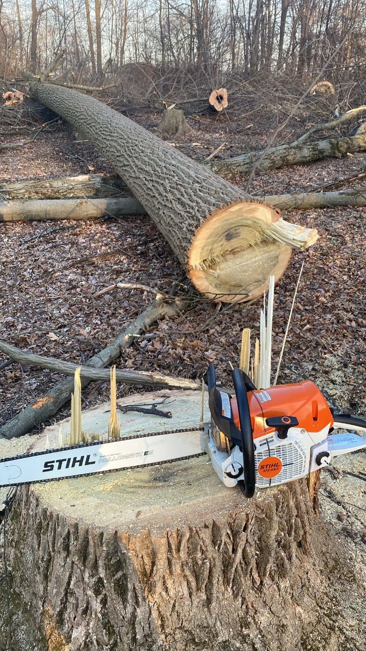 James Burtchell, owner and ISA Certified Arborist at Capitol Tree Care