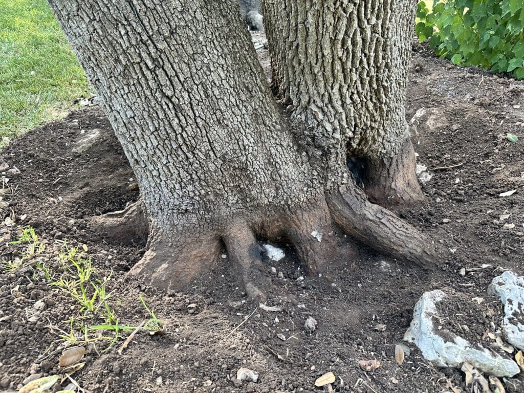 Capitol Tree Care completed work in Austin, TX