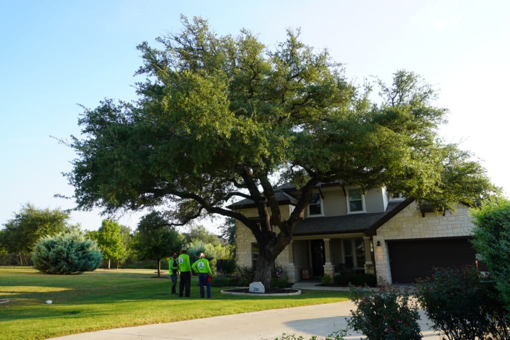 Capitol Tree Care arborists at work in Austin, TX