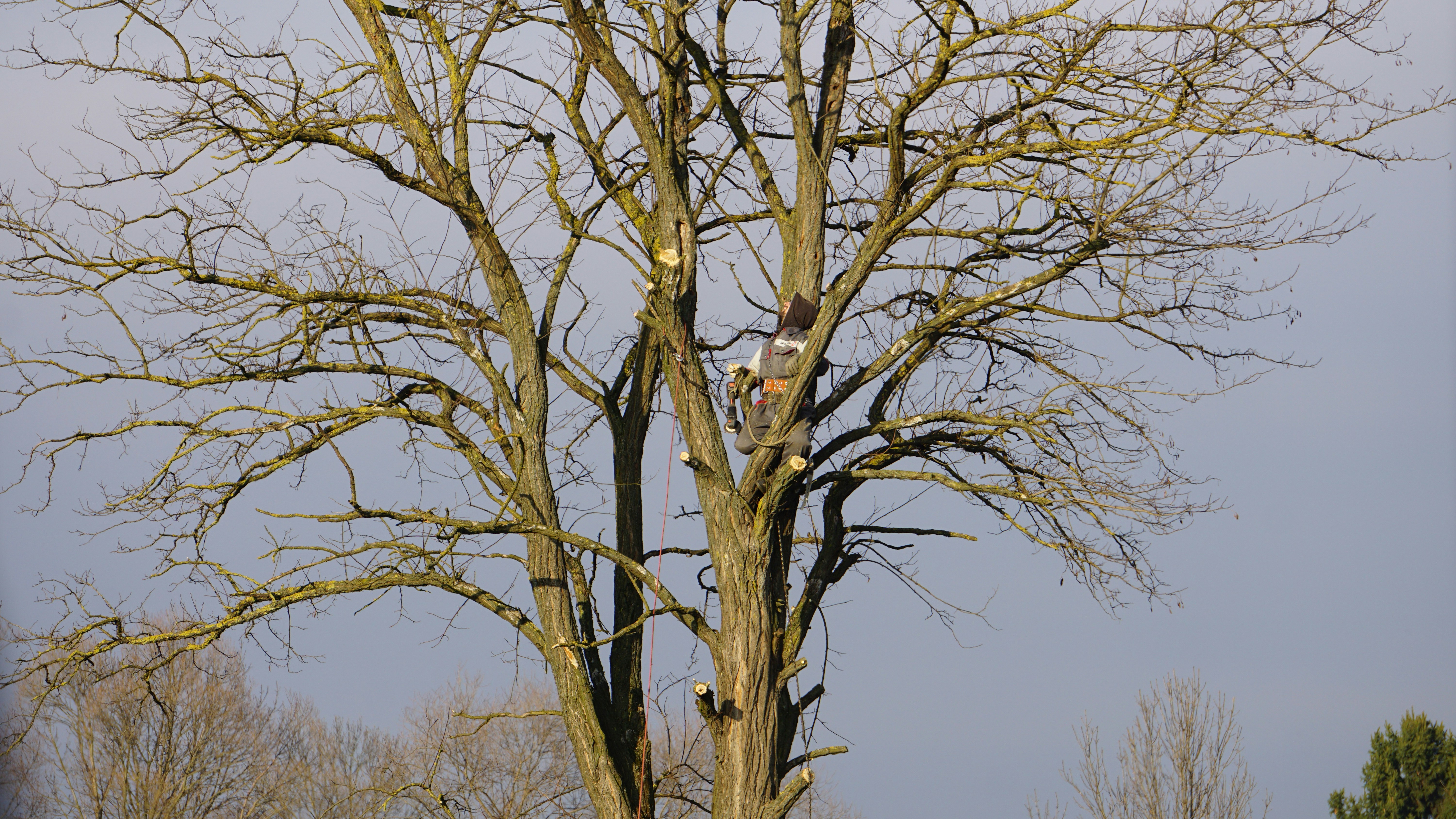 Ball moss and mistletoe removal by Capitol Tree Care
