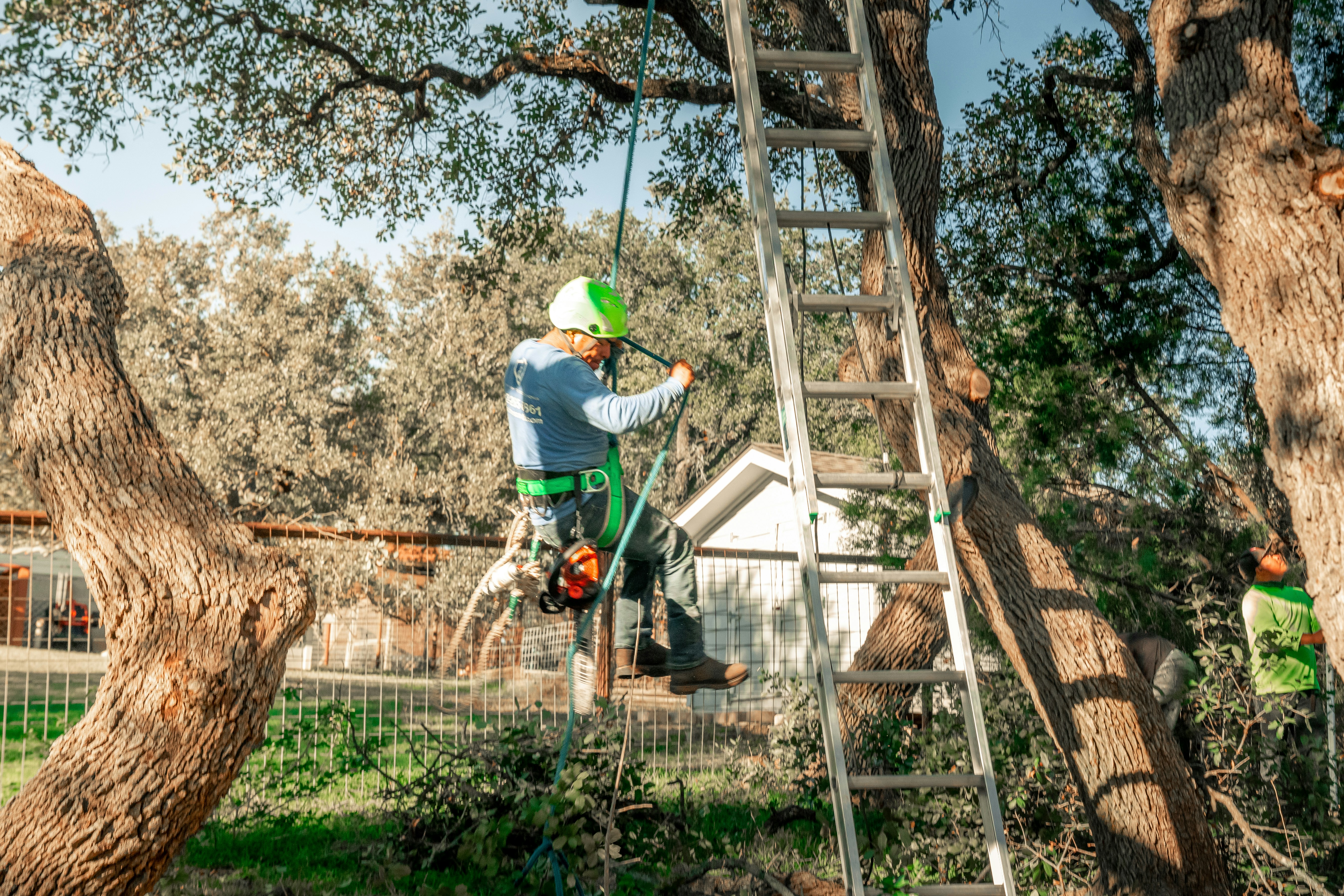 Tree cabling and bracing installation