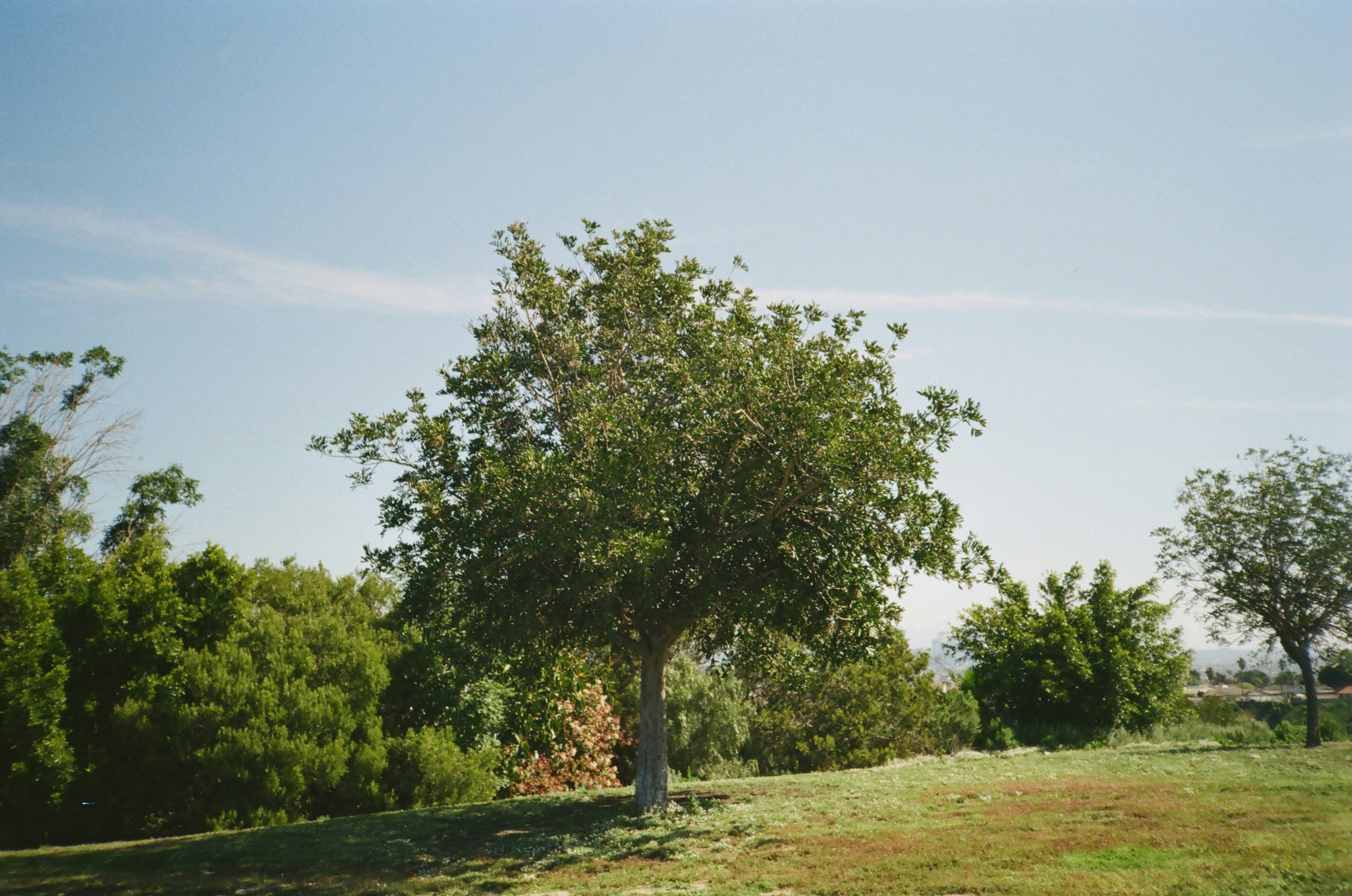Native tree planting Austin