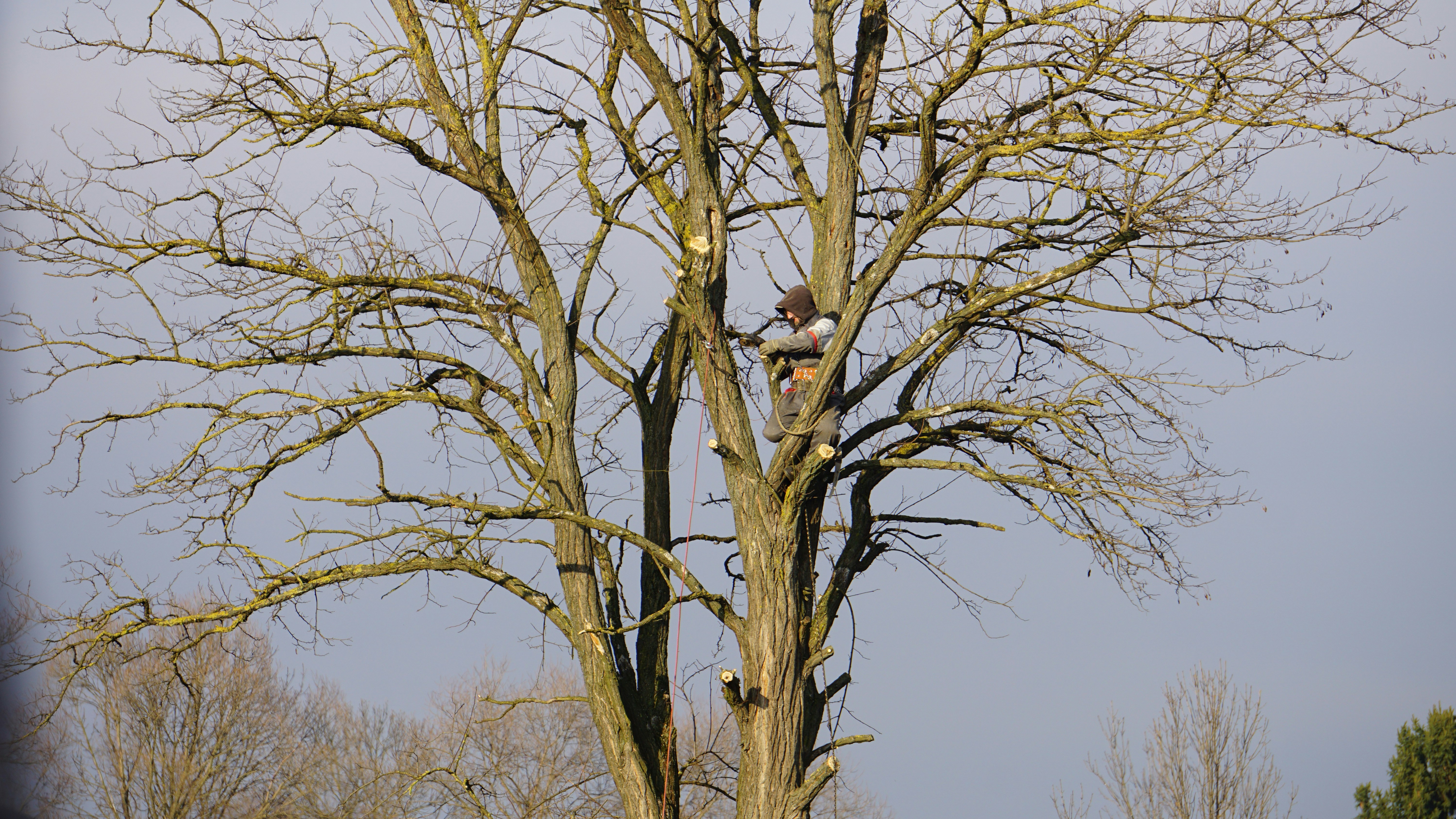 Tree pruning and trimming by Capitol Tree Care